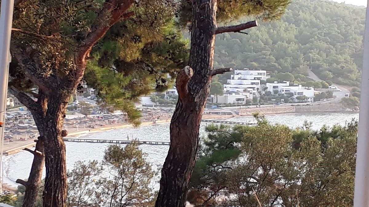 Artur Martı Koyu — fotoğraf 2