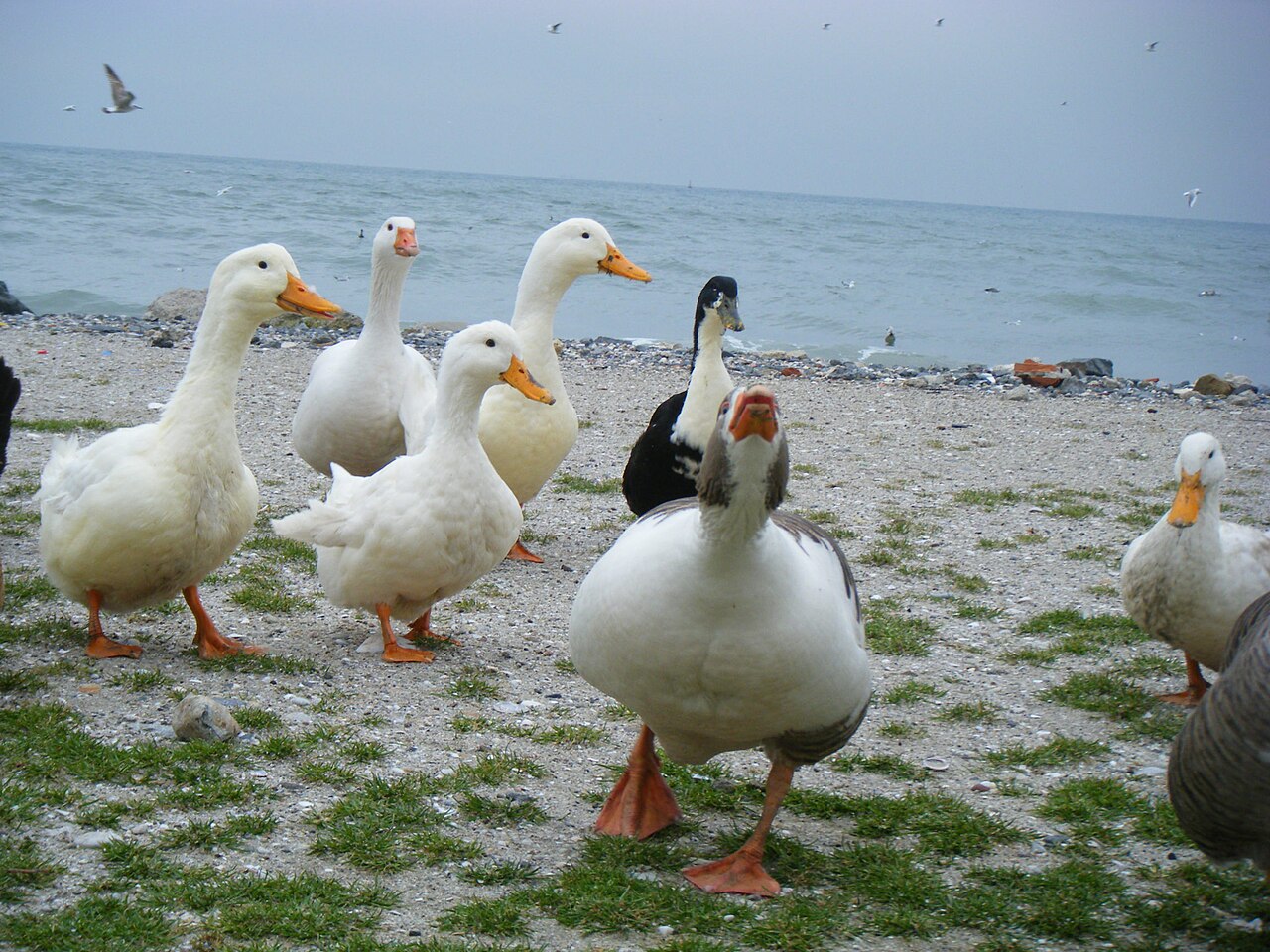 Florya Güneş Plajı — fotoğraf 2