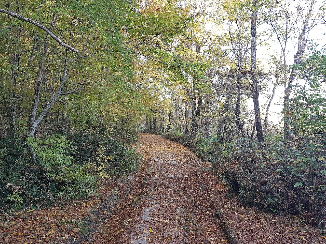 İğneada Longoz Ormanları Millî Parkı — fotoğraf 5