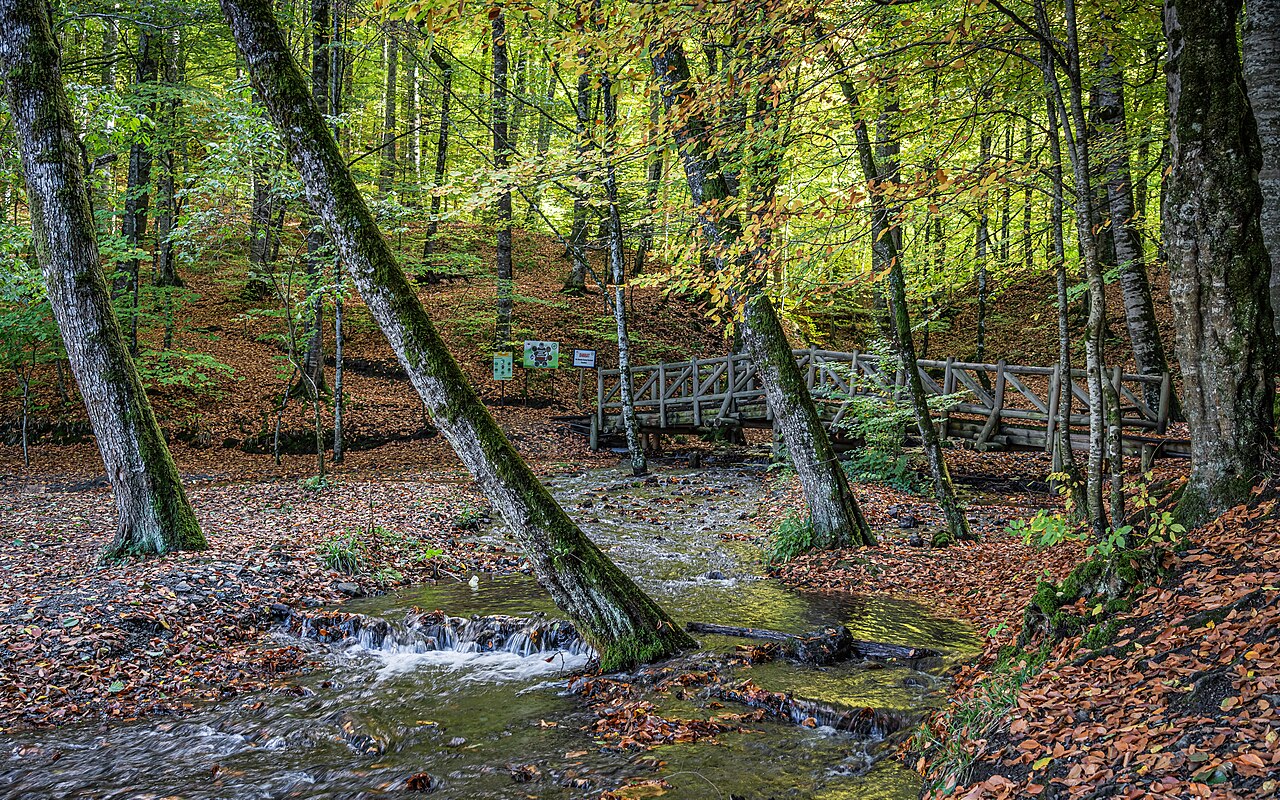 Yedigöller Millî Parkı — fotoğraf 4