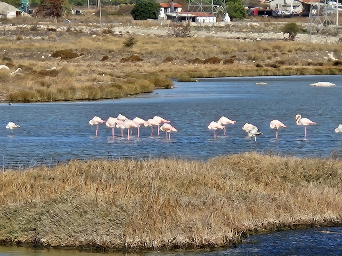 Alaçatı Azmağı Sulak Alan Gözlem Parkı