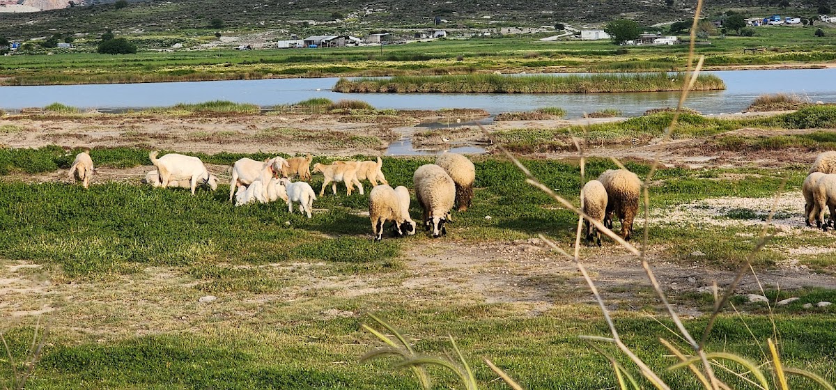 Alaçatı Azmağı Sulak Alan Gözlem Parkı — fotoğraf 2