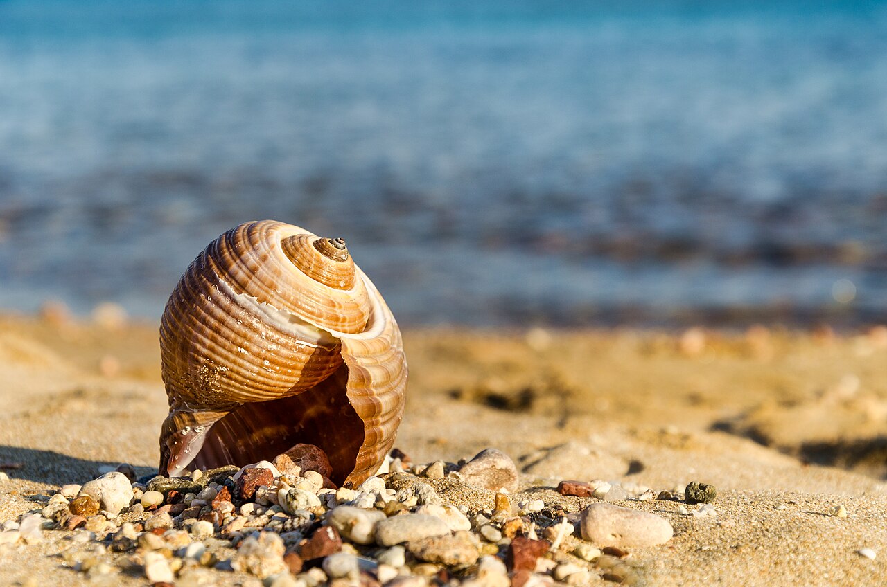 2. Koy Halk Plajı — fotoğraf 3