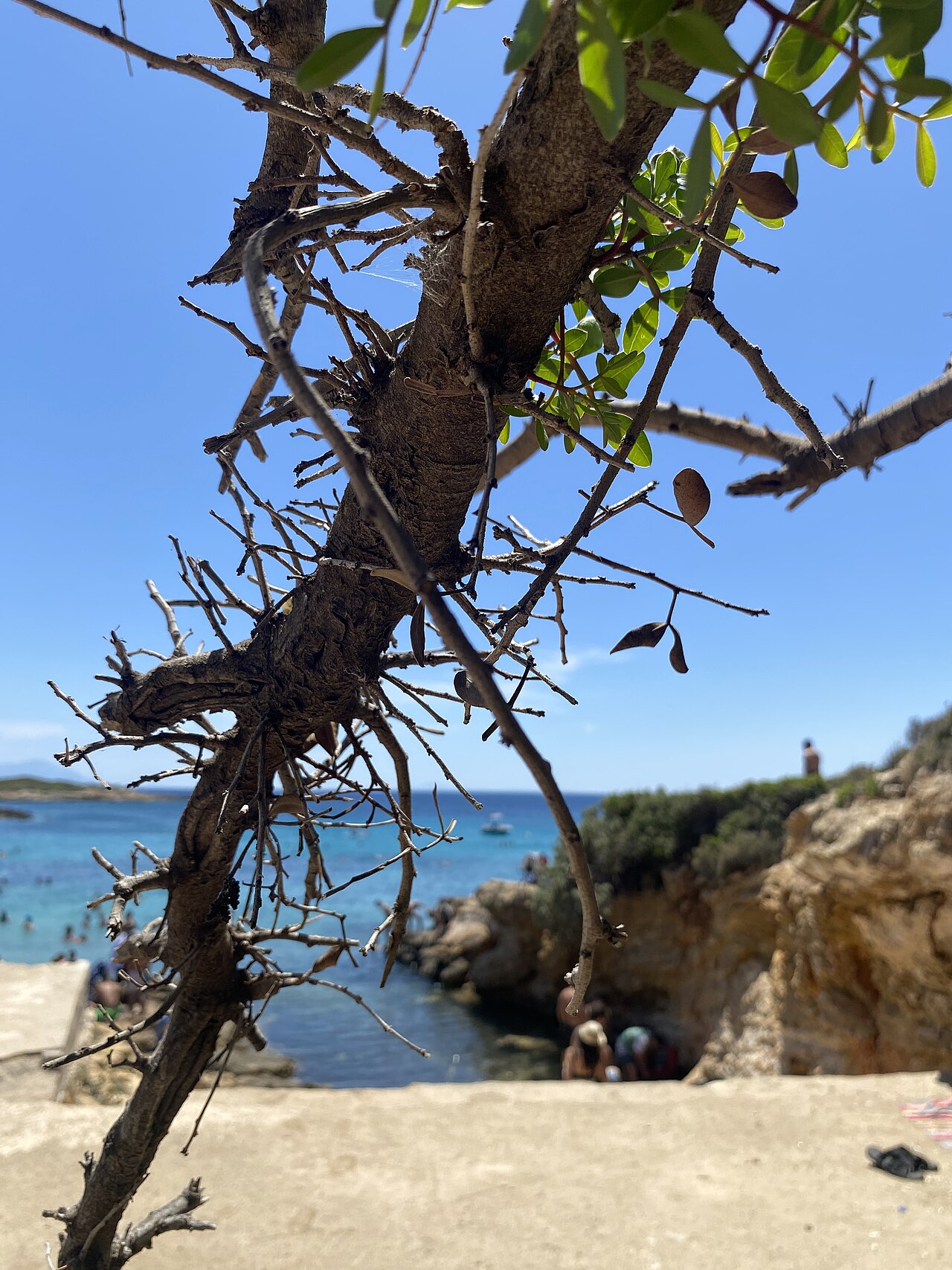 Ekmeksiz Plajı Tabiat Parkı — fotoğraf 3