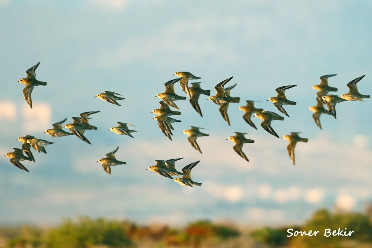 Kızılırmak Deltası — fotoğraf 3