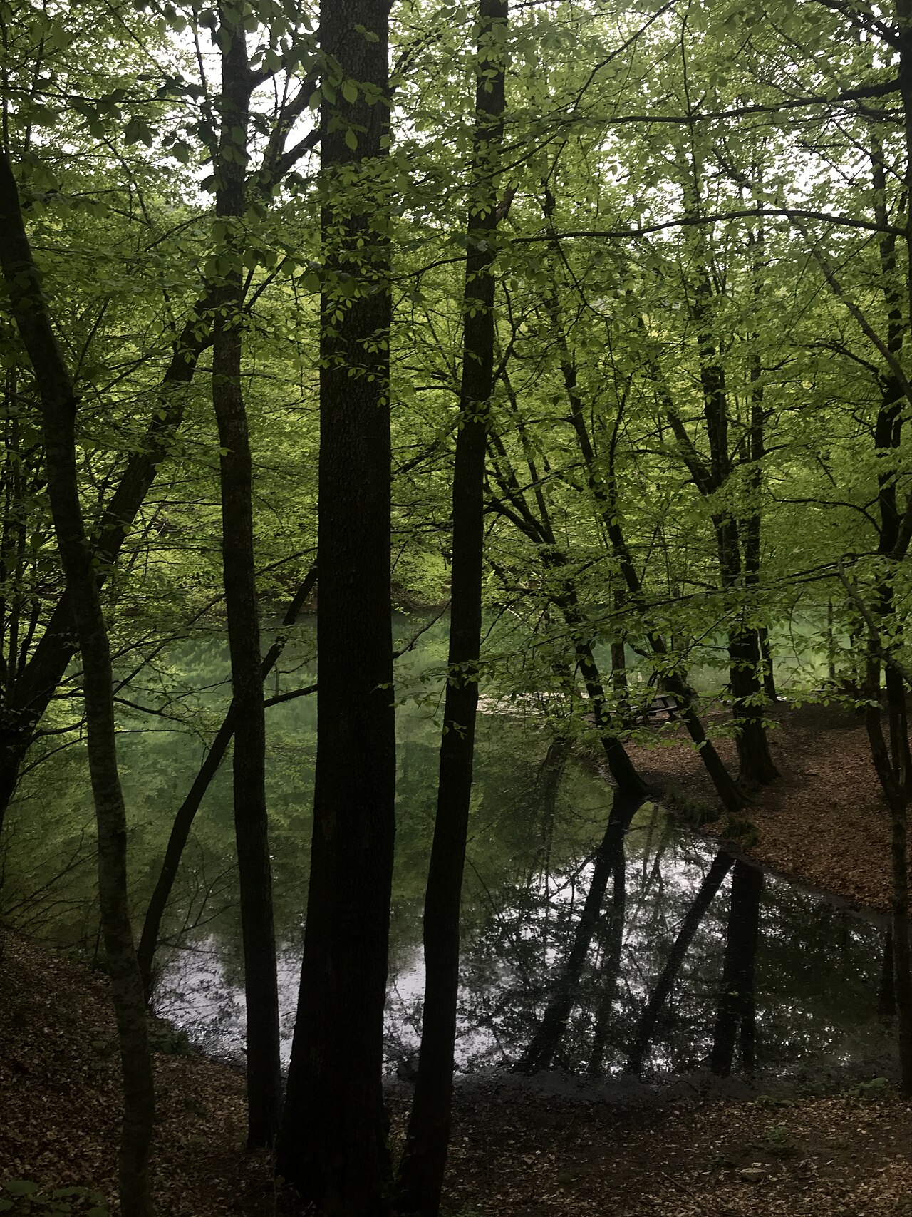 Yedigöller Millî Parkı — fotoğraf 3
